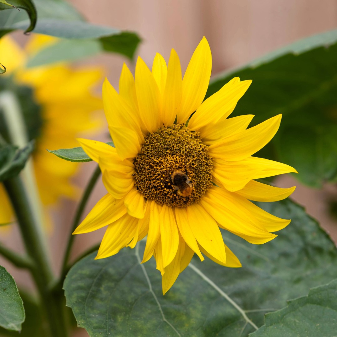 Chaplaincy: Gardening (Sunflower Planting)